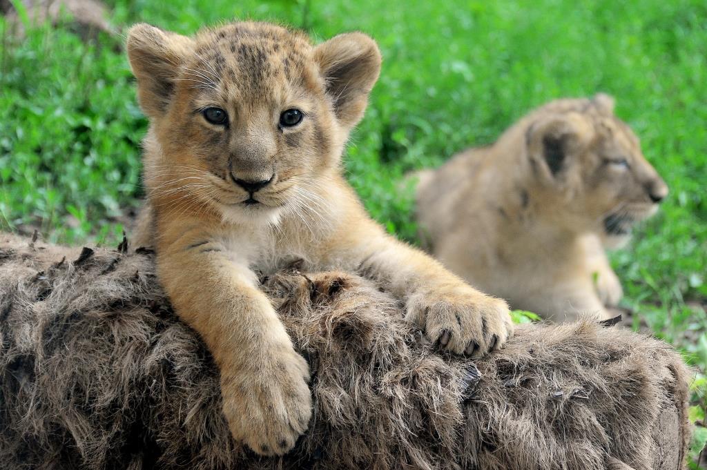THE TWO ASIAN LION CUBS BORN IN THE BIOPARK ARE LOOKING FOR A NAME - Rome  Central Magazine